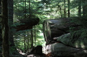 6th Jul 2013 - Old Growth Forest