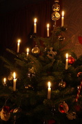 20th Dec 2013 - Oh Christmas tree. oh Christmas tree....