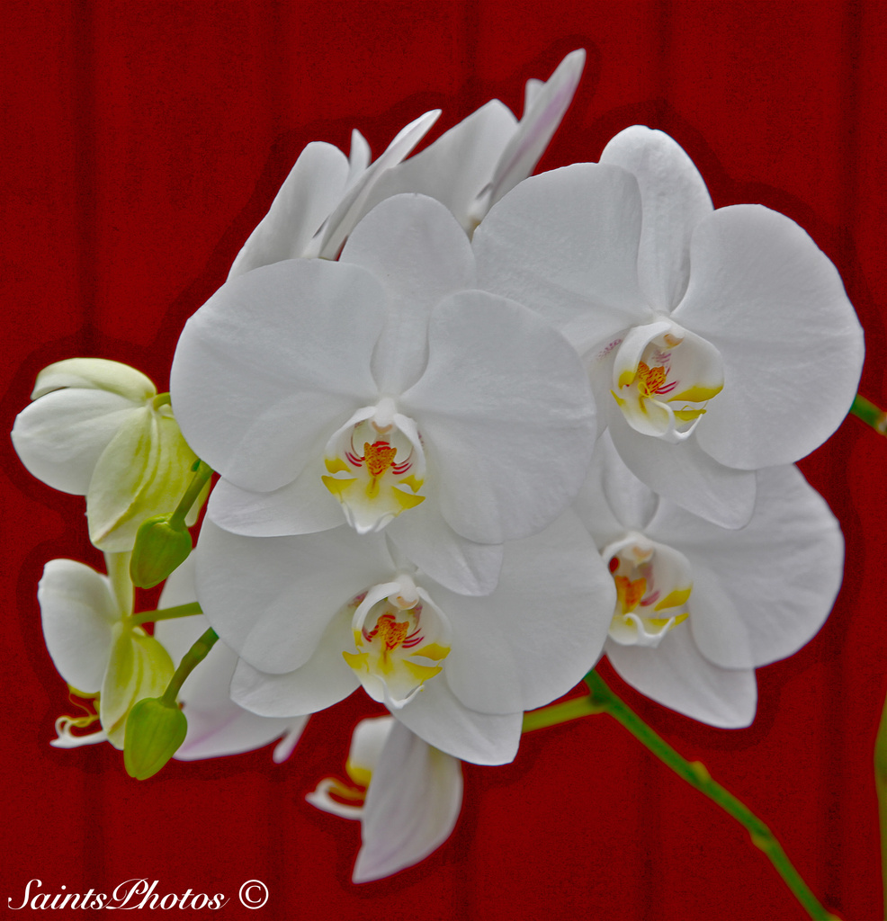 White Orchid by stcyr1up