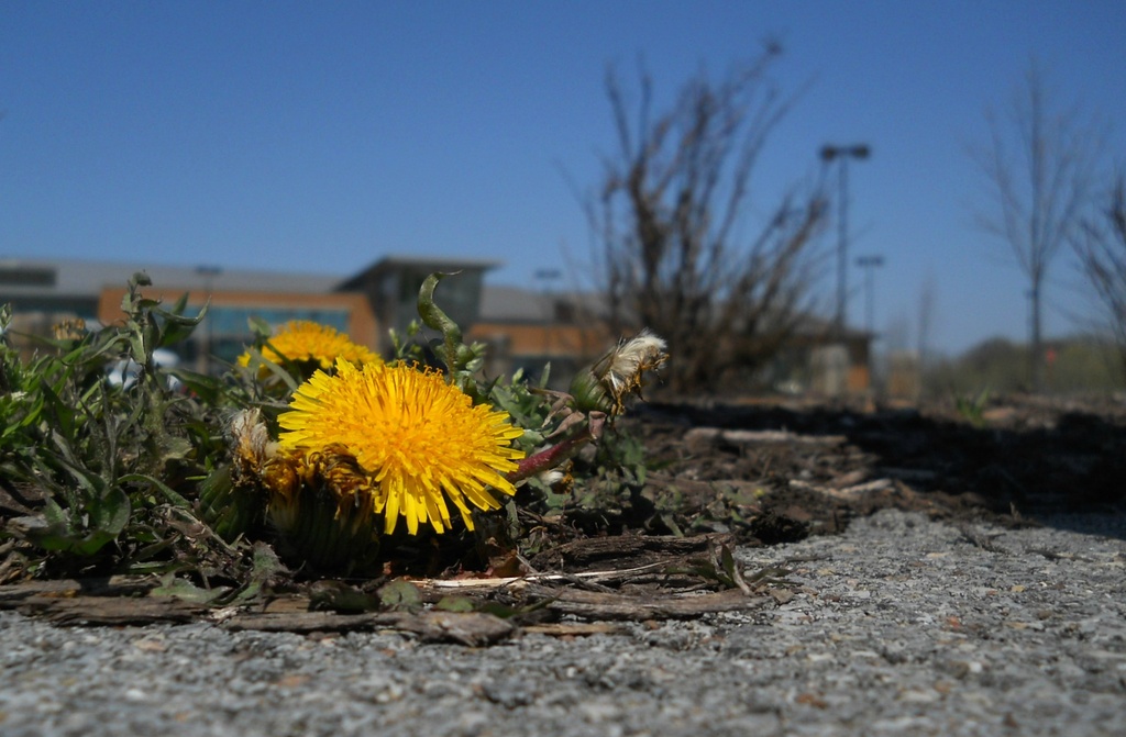 Yellow dandelion by mittens