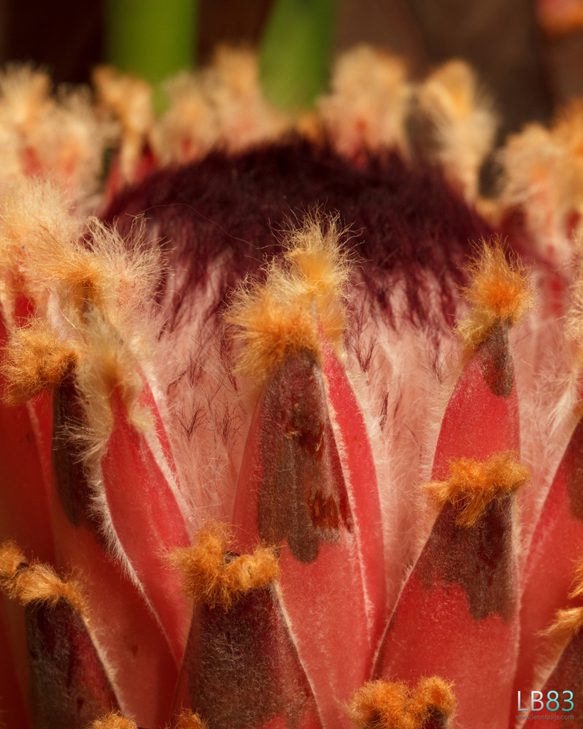 Protea by leonbuys83
