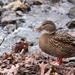 Wintery Duck by pdulis