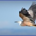White faced Heron....Blue Crane.. by julzmaioro