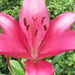 Dark pink lily by kiwiflora