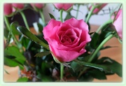 20th Dec 2013 - just a pink rose