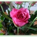 just a pink rose by quietpurplehaze