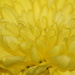 YELLOW FLOWER by markp