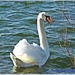 Angry Swan by carolmw