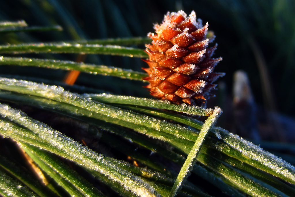 Baby Pinecone by milaniet