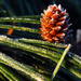 Baby Pinecone by milaniet