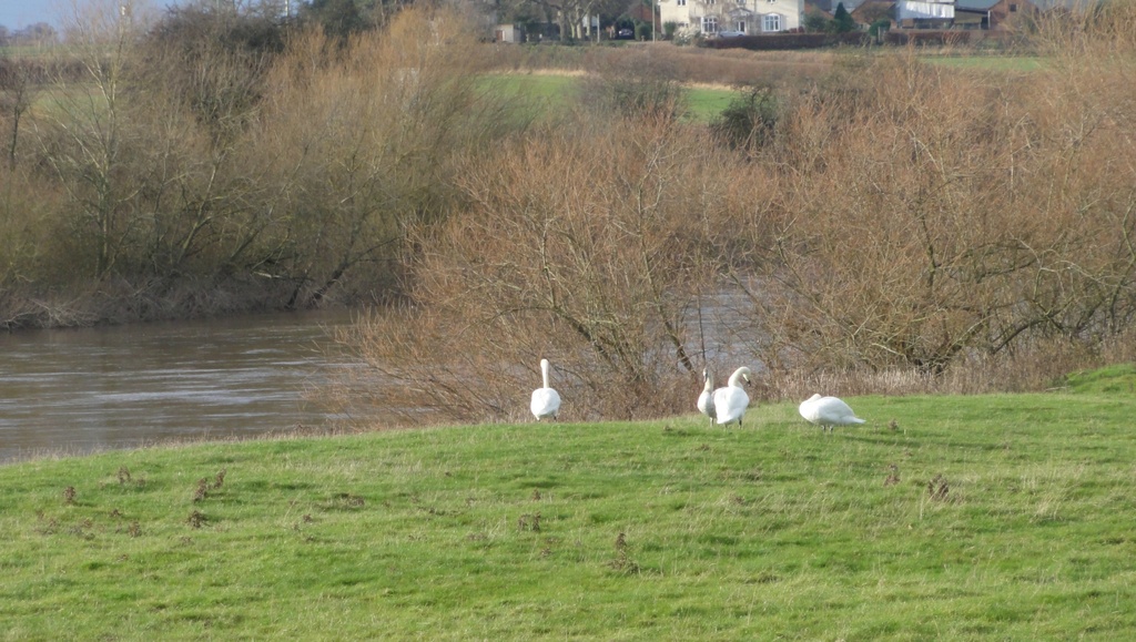 Swans on the Severn  by beryl