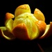 Vitamin C Flower by paintdipper
