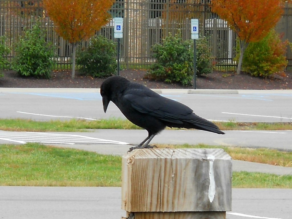 Black crow by mittens