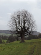 18th Dec 2013 - Chatsworth Tree