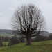 Chatsworth Tree by roachling