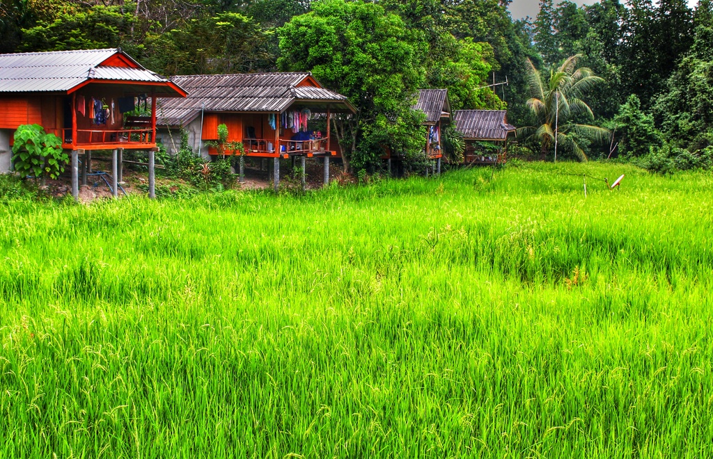 Rice paddy... by streats