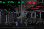 17th Dec 2013 - Epineurium