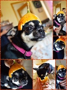 22nd Dec 2013 - Chihuahua helmet