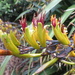 Phormium cookianum by kiwiflora
