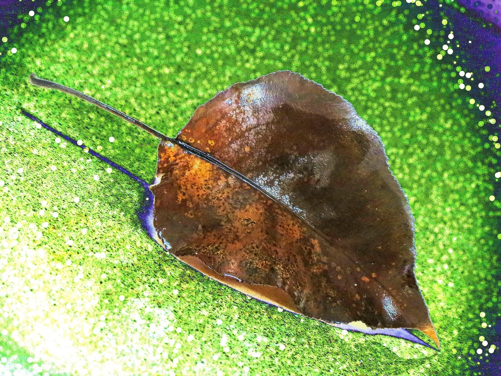 Wet Leaf by juliedduncan