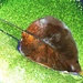 Wet Leaf by juliedduncan