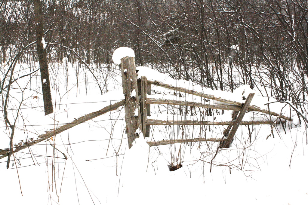 Snowed in fence by bruni