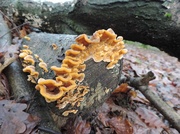 19th Dec 2013 - Orange fungus