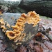 Orange fungus by roachling