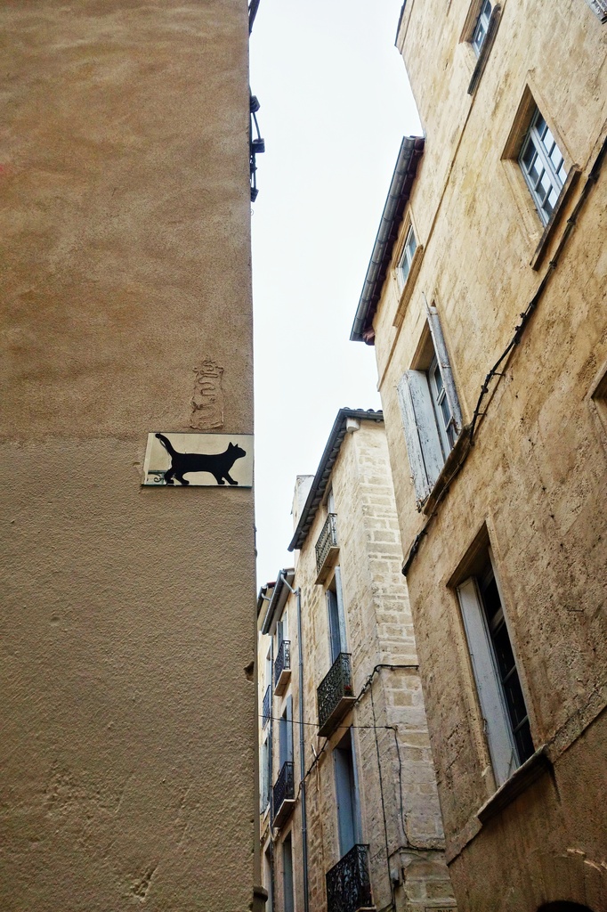 The cat on the wall by cocobella