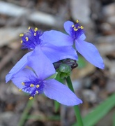 19th Dec 2013 - Virginia spiderwort or Bluejacket -Tradescantia ohiensis