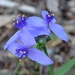Virginia spiderwort or Bluejacket -Tradescantia ohiensis by congaree