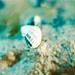 Shell underwater by peterdegraaff