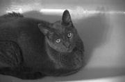 17th Dec 2013 - Cat in Tub