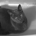 Cat in Tub by houser934