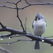 Tufted Titmouse by calm