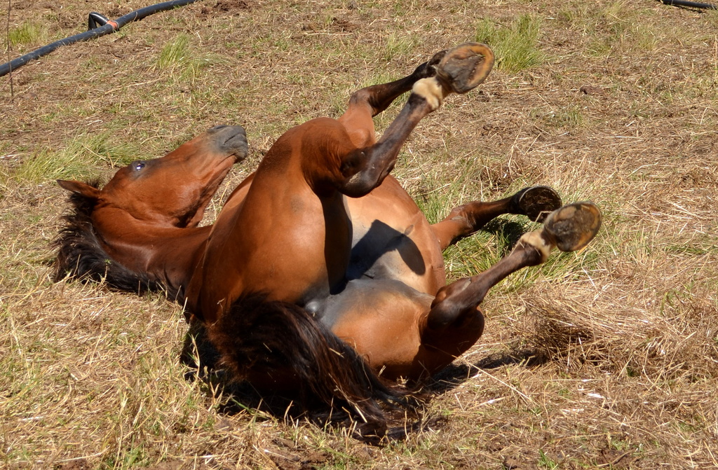 Roll in the hay by salza