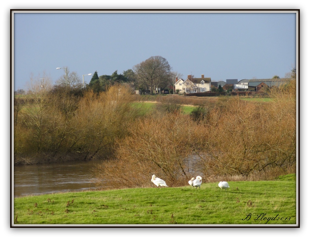 The Swans at Atcham  by beryl