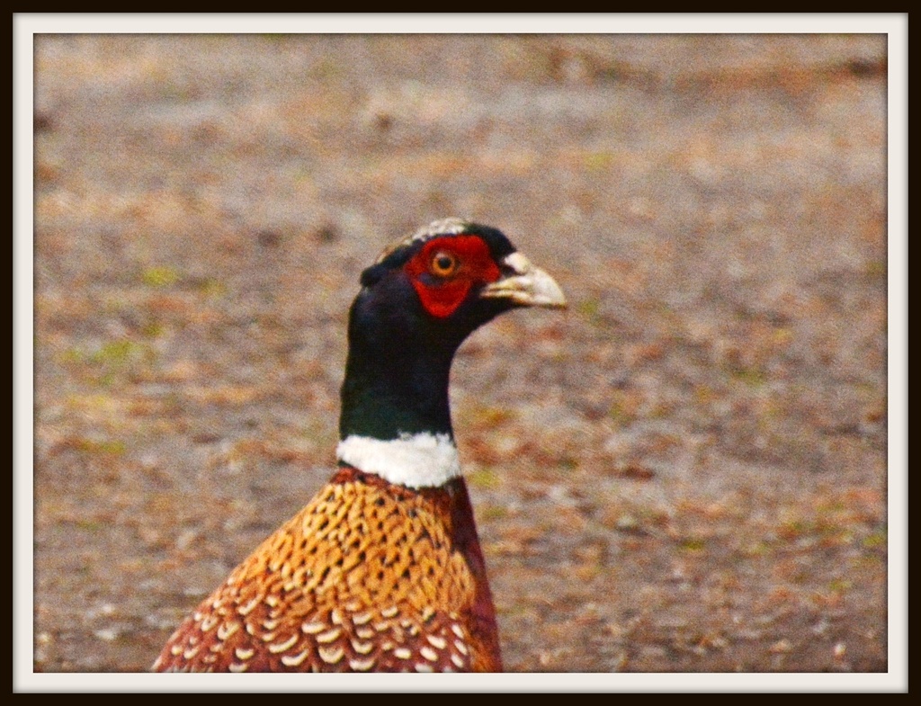 Mr Pheasant by rosiekind