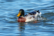 22nd Dec 2013 - Like Water Rolling Off a Duck's Back
