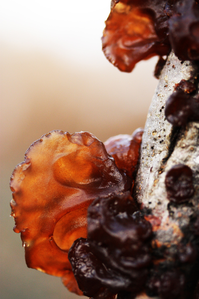 Witches Butter by mzzhope
