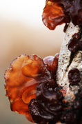 22nd Dec 2013 - Witches Butter