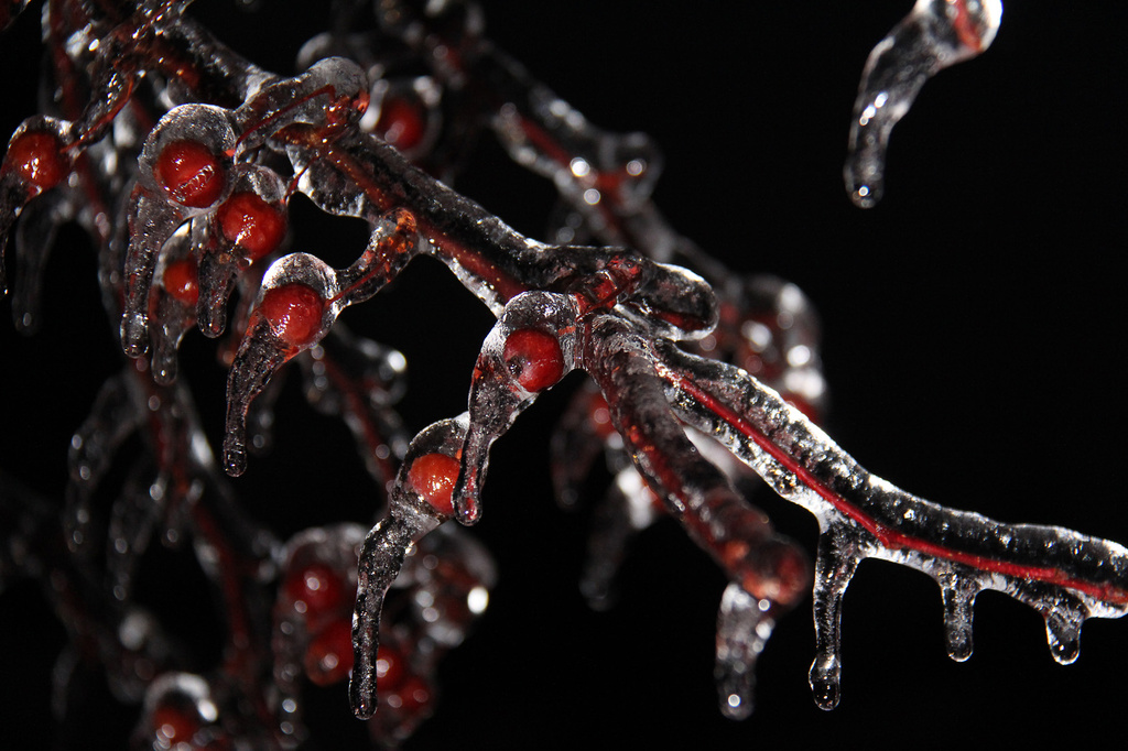 Frozen Berries by pdulis