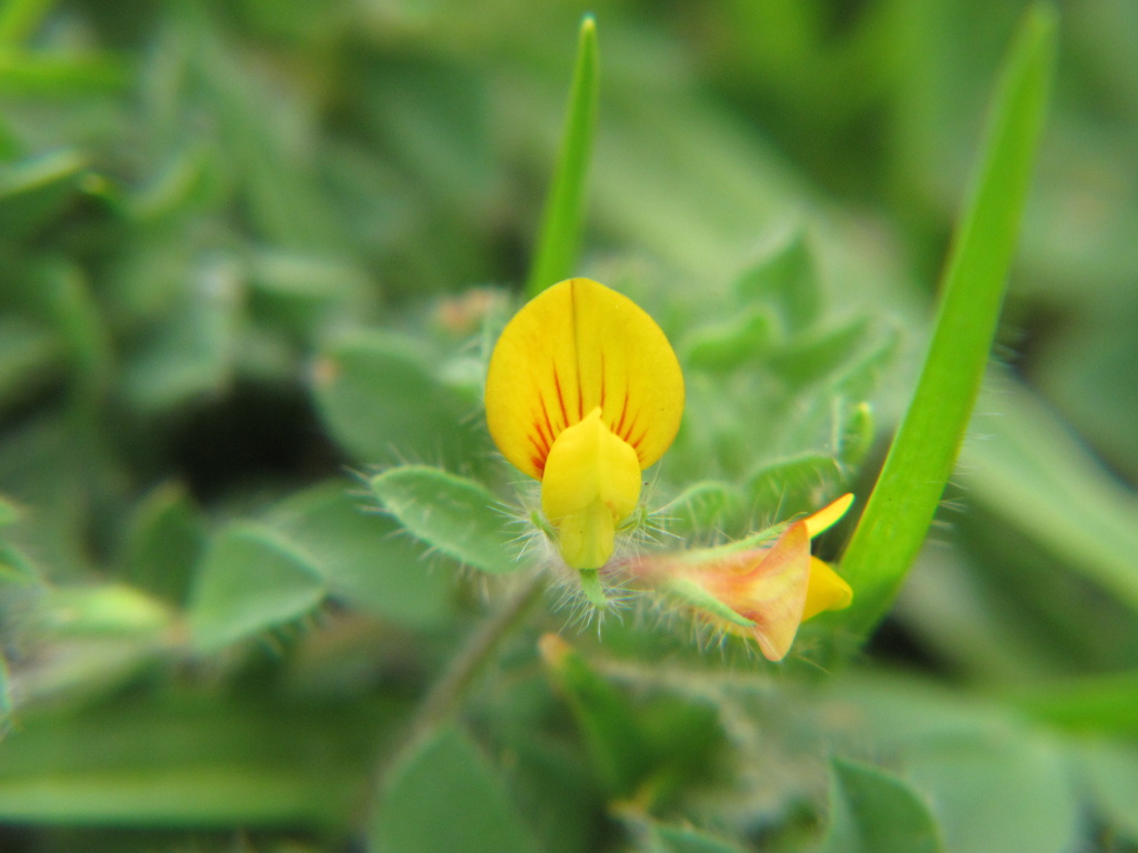 Tiny yellow flower by alia_801