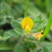 Tiny yellow flower by alia_801
