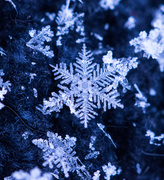 22nd Dec 2013 - Holiday snowflake