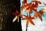 20th Dec 2013 - (Day 310) - Finding Fall