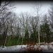 Backyard Birch by kevin365
