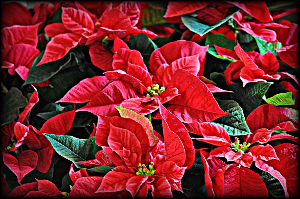 Poinsettia by peggysirk