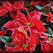 Poinsettia by peggysirk