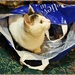 Kitty In A Carrier by carolmw